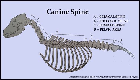 Canine Spine Anatomy Intervertebral Disk Disease Ivdd Facts About