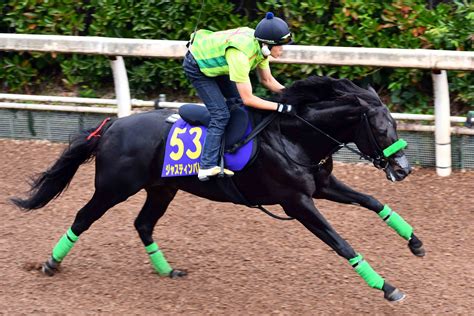 【天皇賞秋追い切り】昨年2着のジャスティンパレスは坂路で軽快な動き 「馬場が悪くならなければ」（東スポ競馬）｜dメニューニュース（nttドコモ）