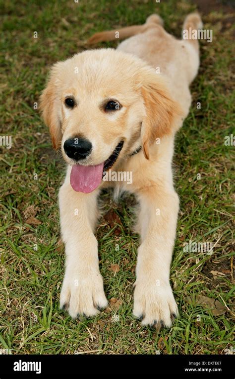 Blonde Labrador Puppy Hi Res Stock Photography And Images Alamy
