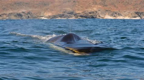 Ballena Fin Balaenoptera Physalus La Reina Del Archipi Lago De