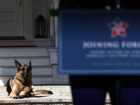 President Biden's Dog Champ Dies At Age 13 : NPR