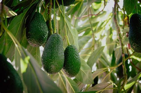 Vivero de Aguacate Hass árbol Compra a buen precio Plantamus Vivero