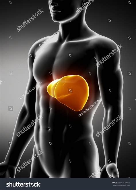 Liver Male Anatomy Anterior Xray View 스톡 일러스트 141479851 Shutterstock