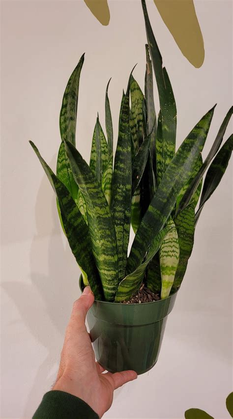 Black Coral Snake Plant The Curious Plantaholic