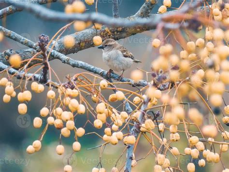 Passer domesticus Bird Photo 13137334 Stock Photo at Vecteezy