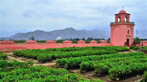 Disfruta El Tour Ruta Bodegas De Pisco Y Vi Edos En Ica Reserva Ahora