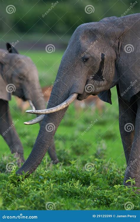 Elephant Herd in Africa, Zambia Stock Image - Image of tusks, african ...