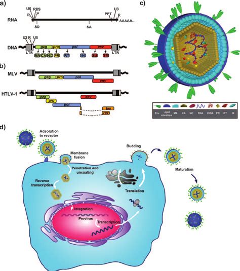 Retrovirus Structure And Replication A Genome Organization The RNA