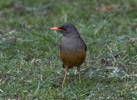 Abyssinian Thrush Bird Laura Erickson S For The Birds