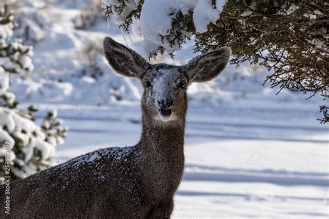 Closeup of female Kaibab deer (subspecies of mule deer) feeding in ...