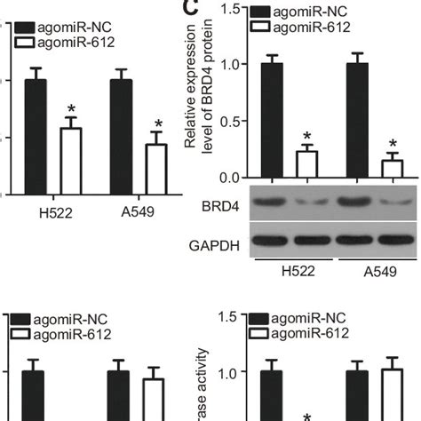 BRD4 Is A Direct Target Gene Of MiR 612 In NSCLC Cells A MiR 612 And