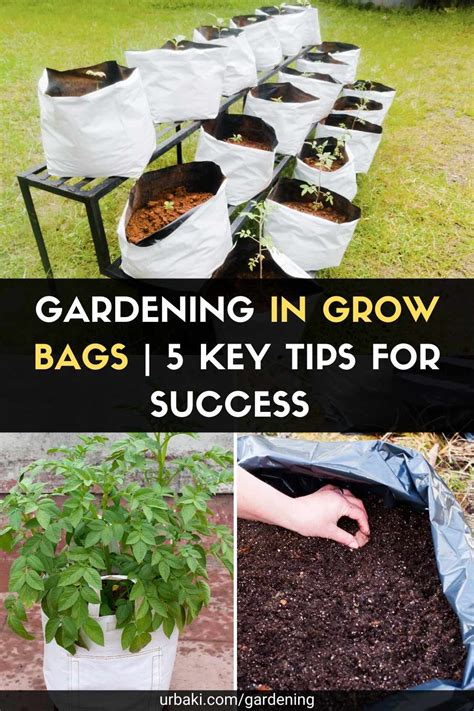 Gardening In Grow Bags 5 Key Tips For Success