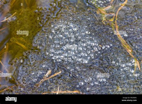 Frog Egg Cells Hi Res Stock Photography And Images Alamy