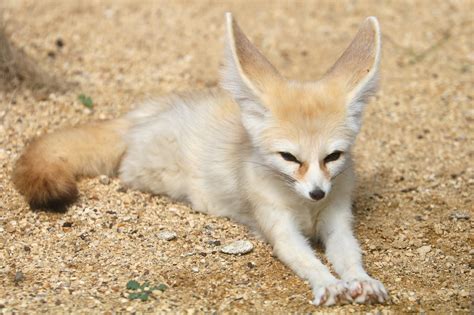 Fennec Fox All Things Wild 30th August 2019 Zoochat