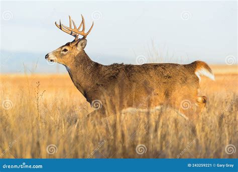 Colorado Wildlife Wild Deer On The High Plains Of Colorado White