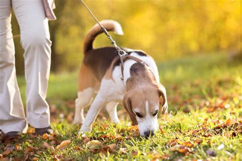 Pasear A Mi Perro Paseos De Calidad Para Perros Y Cachorros