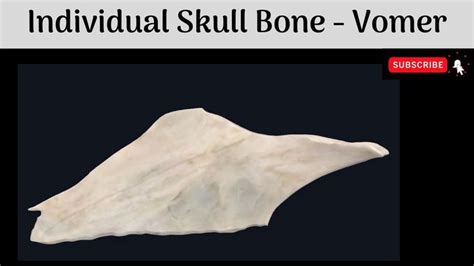 Vomer Bone Features Articulations Skull And Bones