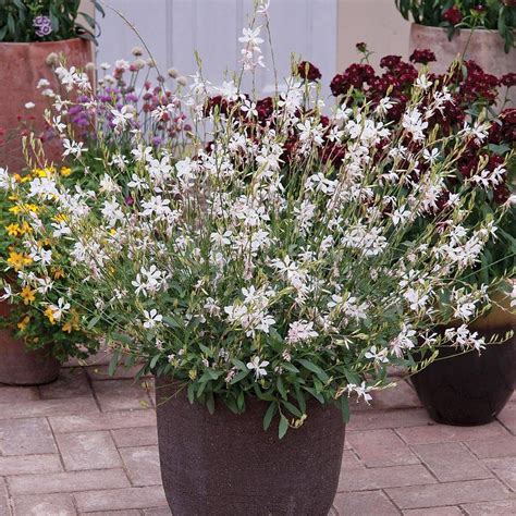 Gaura lindheimeri 'Sparkle White' h45 x s45 hundreds of white butterfly ...