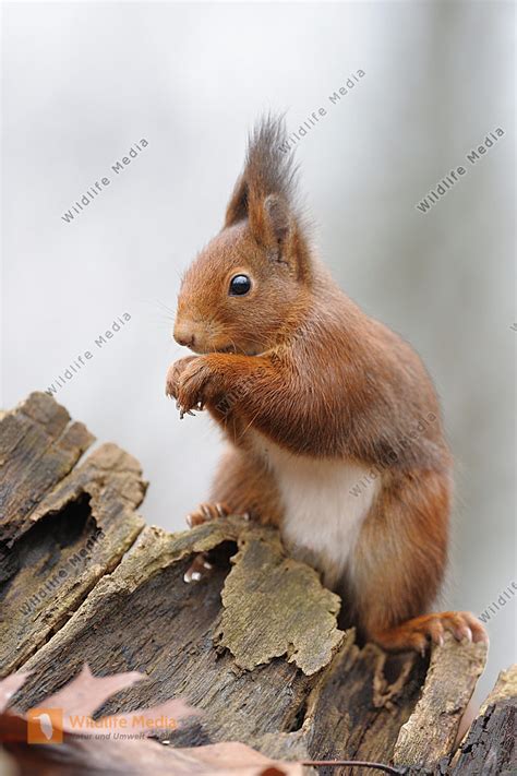 Eichhörnchen Sciurus Vulgaris Bild Bestellen Naturbilder Bei Wildlife