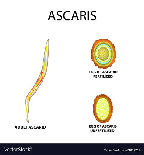 Ascaris Lumbricoides Decorticated Egg