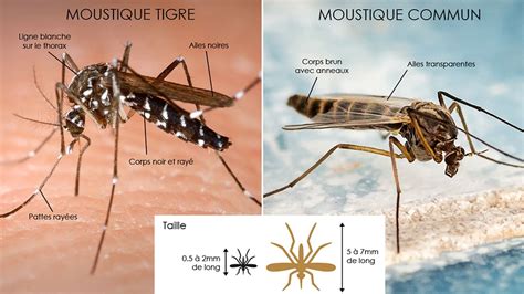 Moustiques Tigres Et Europ Ens Comment En Venir Bout