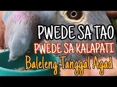 Paano Gamutin Ang Baleleng Sa Kalapati Pwede Sa Tao Pwede Sa Kalapati