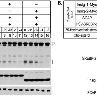 Mammalian Insig And Insig Confer Sterol Sensitivity To Proteolytic