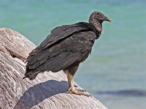 Black Vulture Facts Size Sounds Habitat Pictures