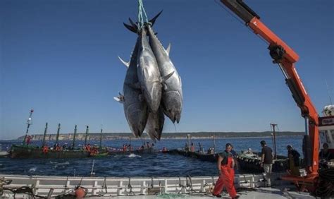 La Pesca Sostenible En Europa Es Una Quimera