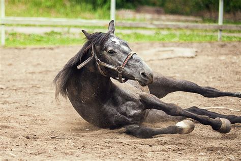 Colic in horses – Sand Flush