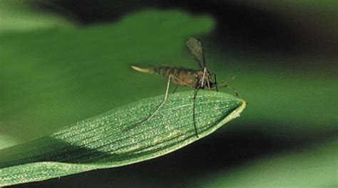 Incidencia Del Mosquito Del Trigo Y Enfermedades F Ngicas En El Cultivo