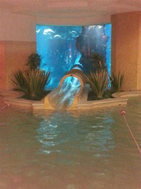 Water Slide Through The Shark Aquarium At The Golden Nugget Downtown Vegas Water Slides