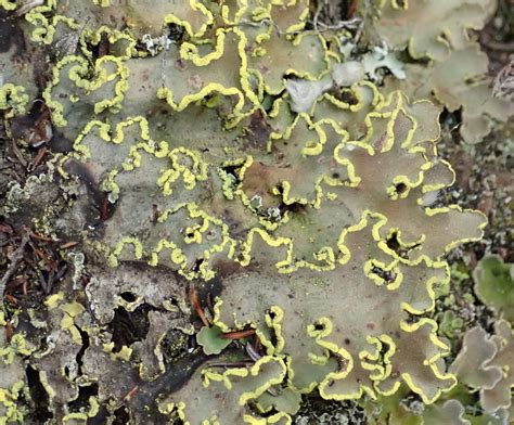 Crocodia Aurata Lichens Of Slakplaas Inaturalist