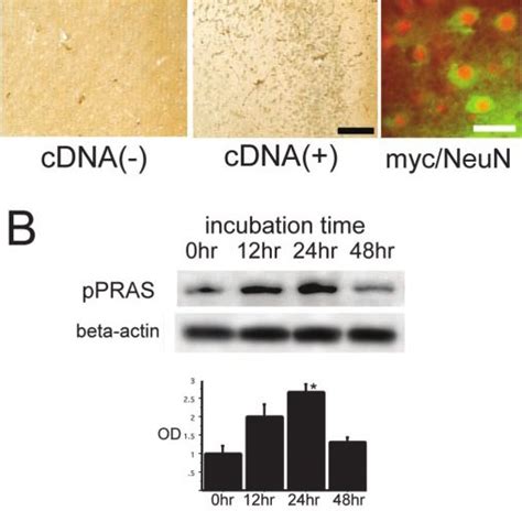 A Representative Photomicrographs Show Immunohistochemical Staining Download Scientific