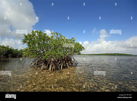 red mangroves   shallow turtle grass flats  card sound