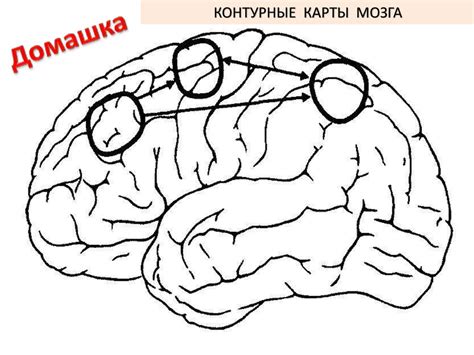 Нервы. Сплетения - презентация онлайн