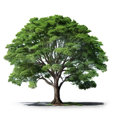 Imagen del árbol de gustavia sobre fondo blanco naturaleza ilustración