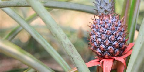 Guide To Harvesting Planting And Growing Pineapples Plants Spark Joy