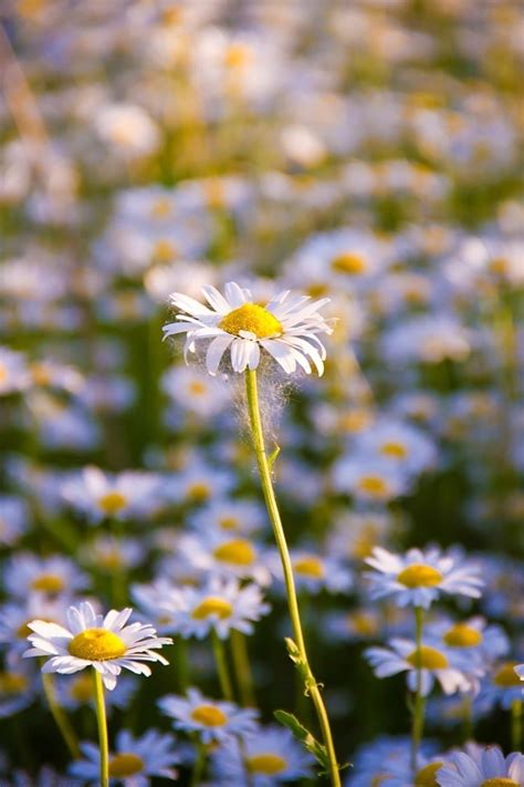 Imagen gratis Manzanilla jardín césped naturaleza campo flor