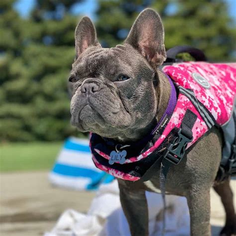 How Small Is A Mini French Bulldog And Everything You Need To Know K9 Web