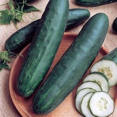 Cucumber Langelands Kaempe Seeds Open Pollinating For Planting 100 Se