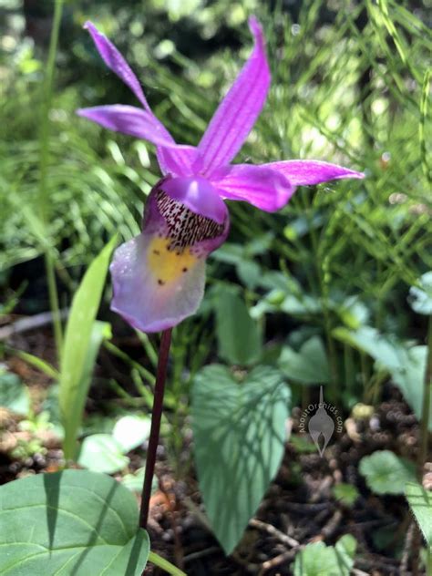 Aboutorchids Blog Archive Native Colorado Orchids In Bloom