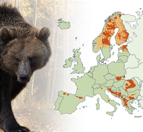 Bears in Europe | Bear, Fun facts about animals, Animal facts