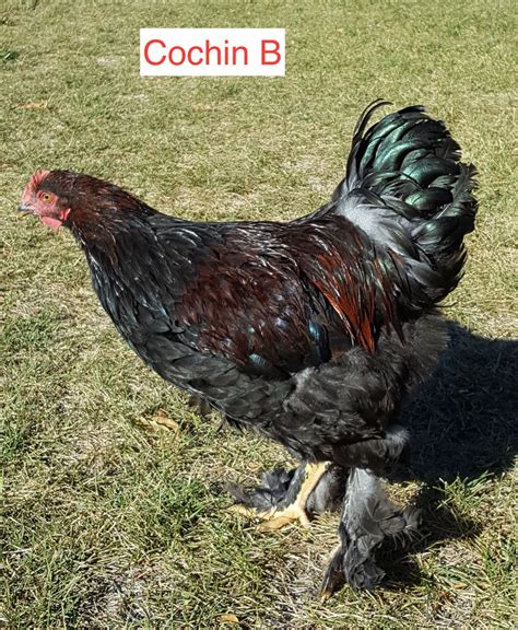 Partridge Cochin Roo's???? | BackYard Chickens - Learn How to Raise ...