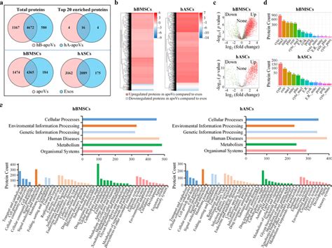 Comparison Of Proteomic Profile Between Apovs And Exosomes From Mscs