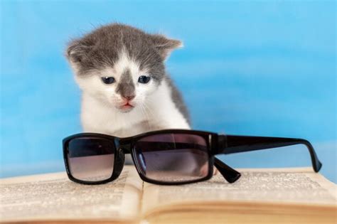 Un Gatito Cerca De Un Libro Abierto Y Vasos Leyendo Un Libro Foto