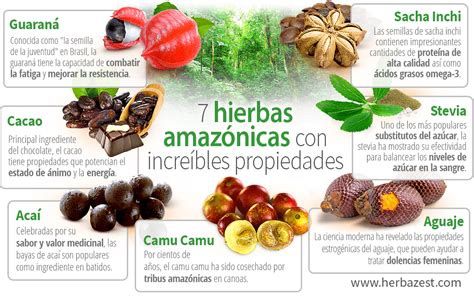 7 Hierbas Amazónicas Con Increíbles Propiedades Herbazest