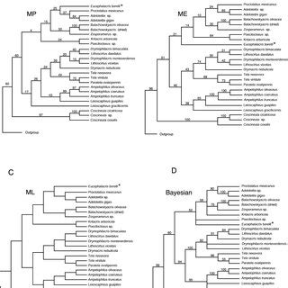 The Topologies Recovered By Different Methods Of Phylogenetic