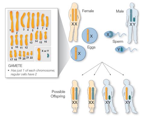 Sex Linkage