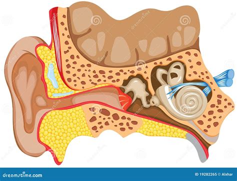 Ear Images Anatomy